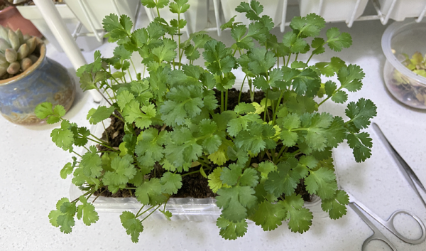 養不好花甭犯愁，種菜一樣樂趣多，新手村“菜鳥”先試試這3樣