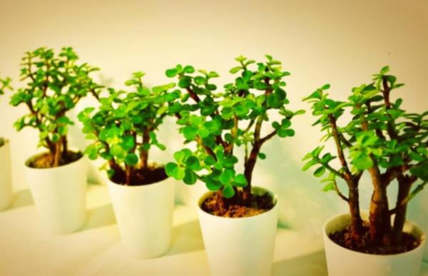 養金枝玉葉,冬天做好1個“保證”,記住“3合理”,長得也很快 養金枝玉葉,冬天做好1個“保證”,記住“3合理”,長得也很快