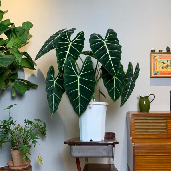 九種“耐陰花”,有點散光就能長,放在家裡“超有範” 九種“耐陰花”,有點散光就能長,放在家裡“超有範”