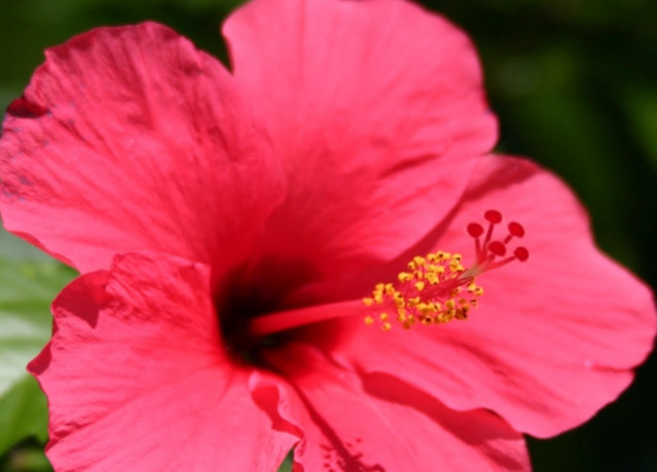 “馬來西亞”冷知識,帶你看看真實的馬來西亞 “馬來西亞”冷知識,帶你看看真實的馬來西亞