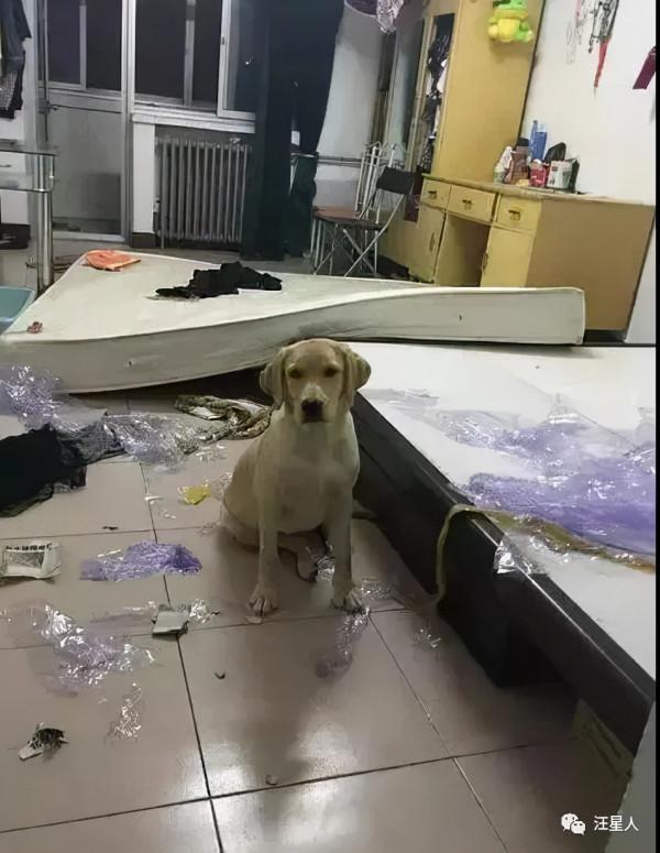 妹子養了一隻超萌的金毛寶寶,但幾個月後……怎麼變“哈士奇”了 妹子養了一隻超萌的金毛寶寶,但幾個月後……怎麼變“哈士奇”了