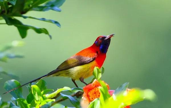 分享圖片,色彩斑斕,美麗無比的太陽鳥 分享圖片,色彩斑斕,美麗無比的太陽鳥