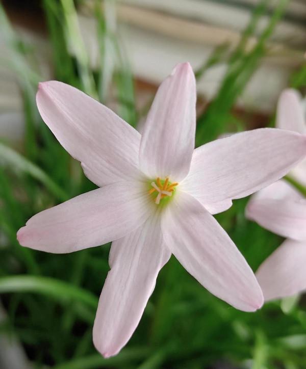 風雨蘭，外觀似韭菜，花較大，喇叭狀，形似水仙
