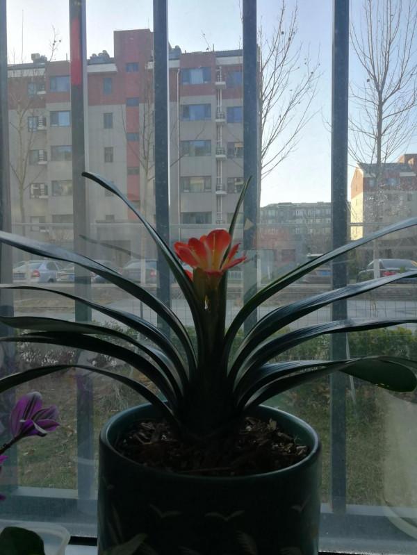 曾經二十萬一株的花終於開了