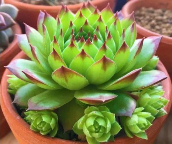 能耐寒的6種多肉，放外面“凍一凍”，色澤更鮮豔