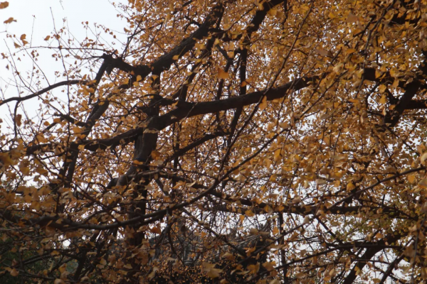 《12月限定丨國內旅行目的地指南》