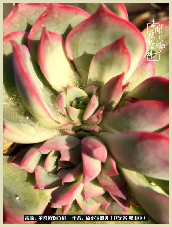 大東北的漫長冬季，我與多肉一起冬眠