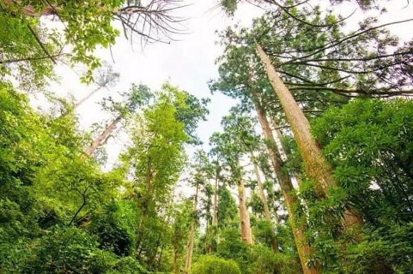 佘山、惠山、天目山、黃山……長三角這些山,你攀登過幾座? 佘山、惠山、天目山、黃山……長三角這些山,你攀登過幾座?