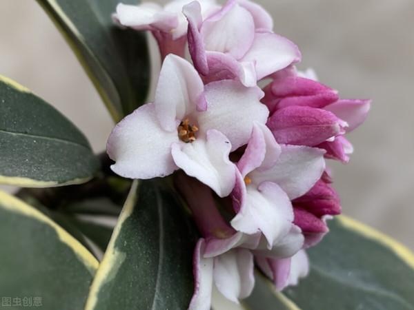 寓意祥瑞，瑞香花。過年養一盆，室內馨香，祥瑞安康