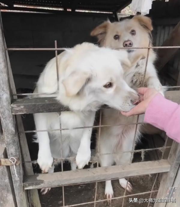 兩隻狗狗被關籠中9年,小狗從小到老未出門,唯有狗媽相伴,可憐 兩隻狗狗被關籠中9年,小狗從小到老未出門,唯有狗媽相伴,可憐
