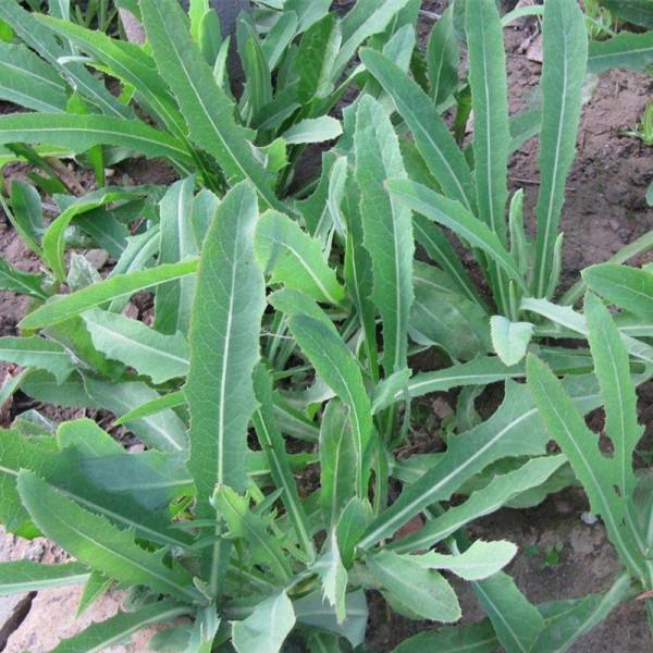 38種路邊的野菜，常常見到但不一定都認識，看你吃過幾種？