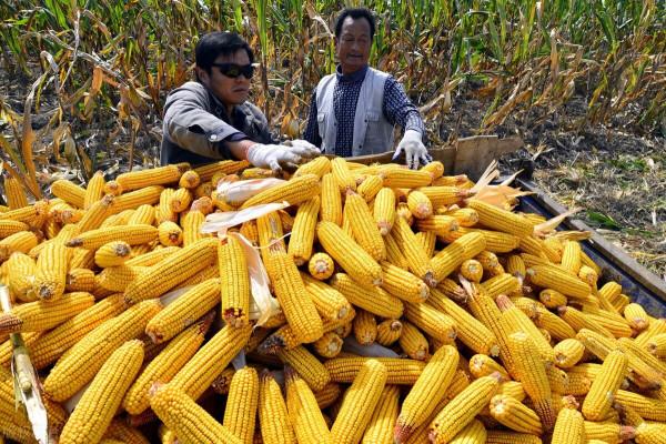 玉米早評：需求悲觀？為何東北玉米持續漲價？