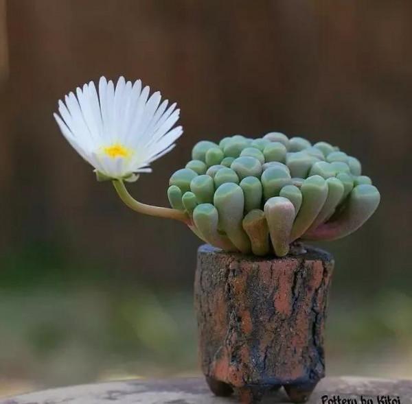 多肉的世界,簡單執著,看看你都見過哪些 多肉的世界,簡單執著,看看你都見過哪些