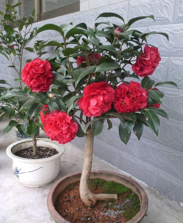 “窮養”5種花，用小花盆栽種，多曬少管更利於生長，又美又值錢