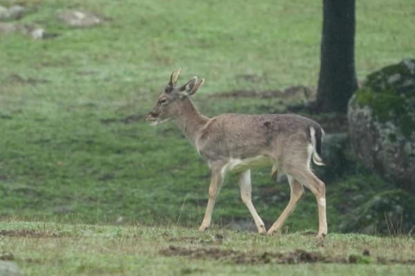 照片故事～森林裡的動物們
