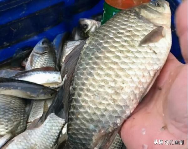 商品餌太多眼花繚亂？用了上百款餌料，總結出幾條經驗