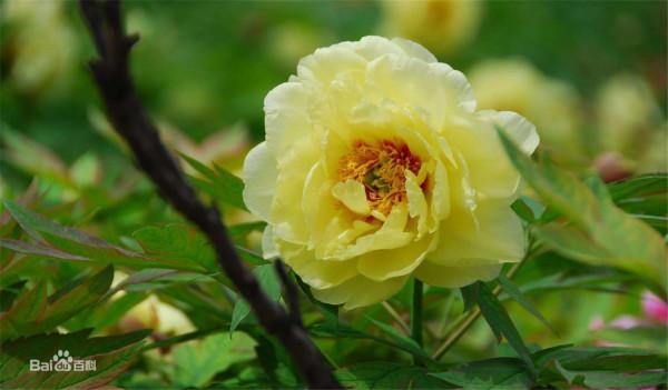 精品牡丹，千嬌萬態破朝霞