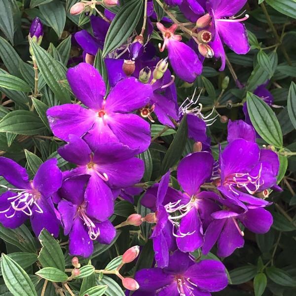 光看葉子就覺得很美，開花那一刻，我承認被驚豔到了