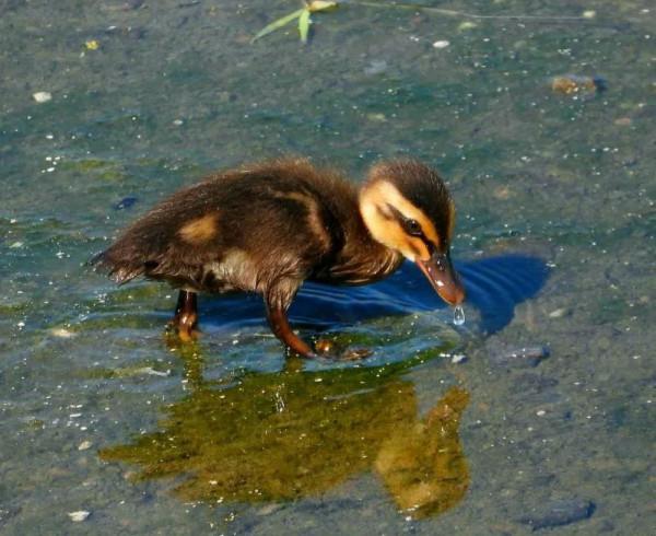 我與斑嘴鴨的情緣
