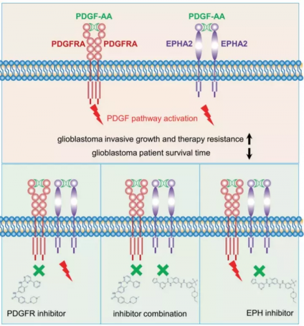 腦科學日報：無需化學&OpenCurlyDoubleQuote;標籤&rdquo;，用&OpenCurlyDoubleQuote;糖&rdquo;追蹤大腦中的幹細胞