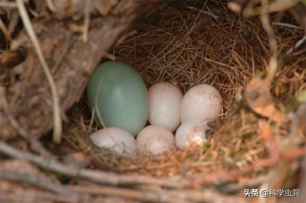 當鳥類發現自己養了一隻杜鵑的雛鳥時,它們會是什麼反應? 當鳥類發現自己養了一隻杜鵑的雛鳥時,它們會是什麼反應?