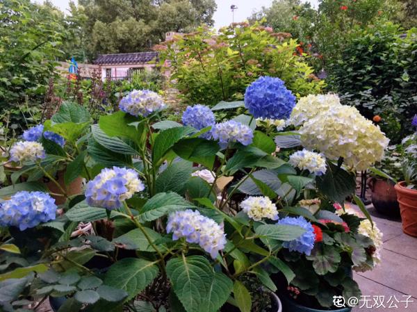 繡球花開得沒去年好，趕緊剪兩刀，不然一年比一年差