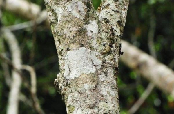 動物界的偽裝高手，不看不知道，一看嚇一跳