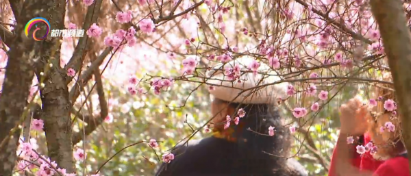 春色正好 和美人梅來一場浪漫的相遇