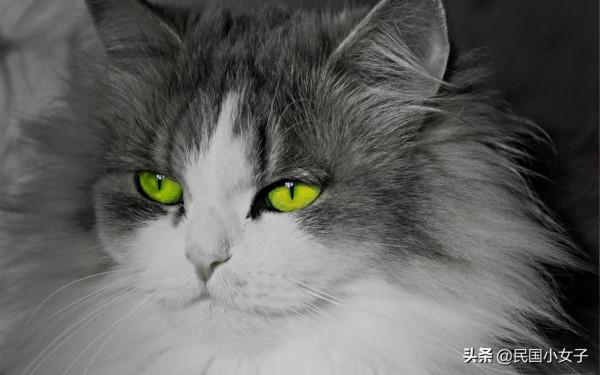 貓的神經傳導速度，可以輕易趕超高鐵