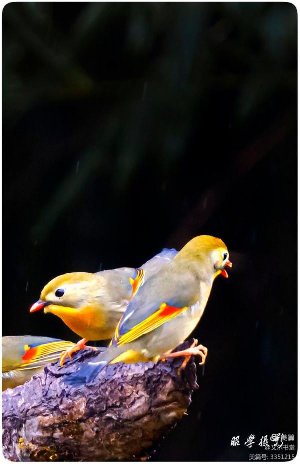 又爾書堂：紅嘴相思鳥一一忠貞愛情的楷模