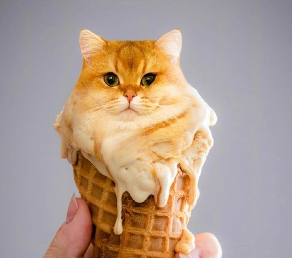 男朋友的媽非常討厭貓，說結婚後一定要把我的貓送走，怎麼辦？