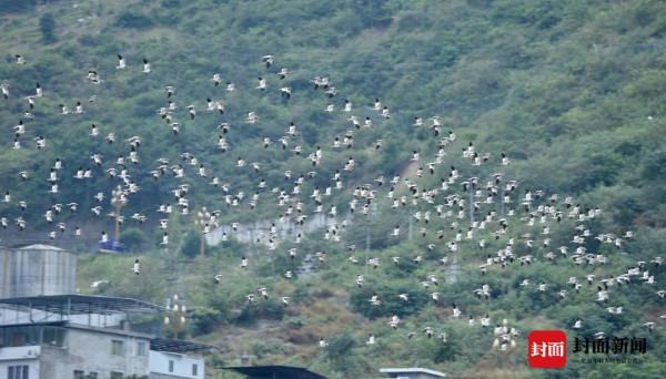 溯源赤水河，現場直擊流域生態保護丨江河中國·行走赤水河①