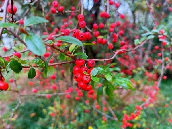 火棘串串枝上紅，蓬蓬綠葉透晶瑩