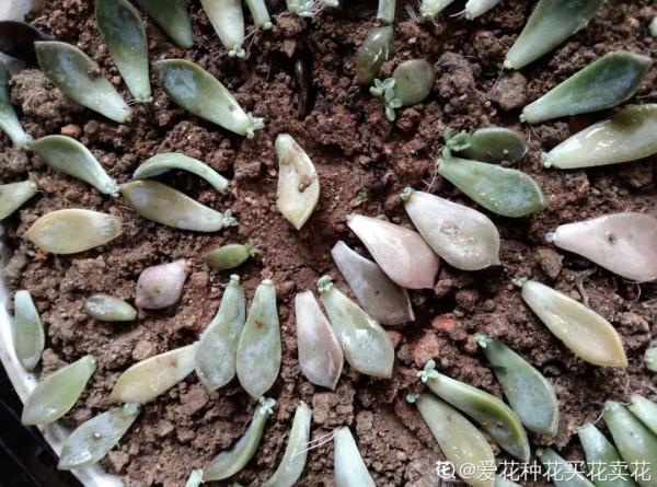 養花大棚倒閉,“貴貨花”路邊扔了一地,後悔沒帶個大麻袋 養花大棚倒閉,“貴貨花”路邊扔了一地,後悔沒帶個大麻袋