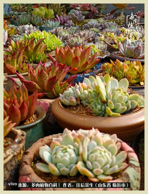 北方有多肉,絕世而獨立!一顧傾人城,再顧傾人國 北方有多肉,絕世而獨立!一顧傾人城,再顧傾人國