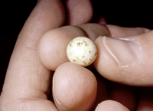 我不是刺蝟,我是針鼴 我不是刺蝟,我是針鼴