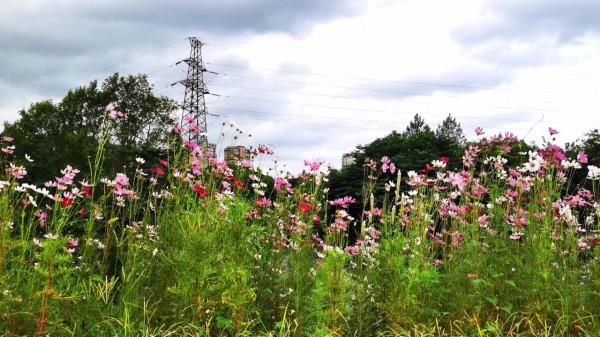 櫧溪河邊偶遇“格桑花” 櫧溪河邊偶遇“格桑花”