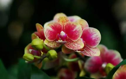 分享——高雅多姿的蝴蝶蘭