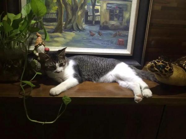 親愛的玎璫璫呀,你在喵星還好嗎? 親愛的玎璫璫呀,你在喵星還好嗎?