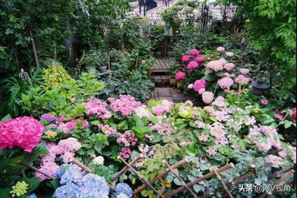 什麼才是人生最幸福的事，2022年我想有個開滿花的院子