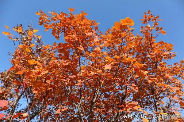秋日特輯 | 賞不盡的小鎮秋色
