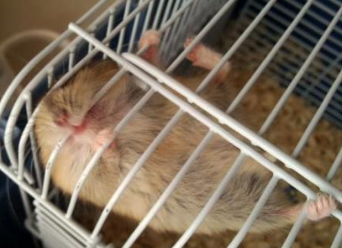 分享奇葩事，倉鼠喜歡天天咬籠子，你知道是什麼原因嗎？