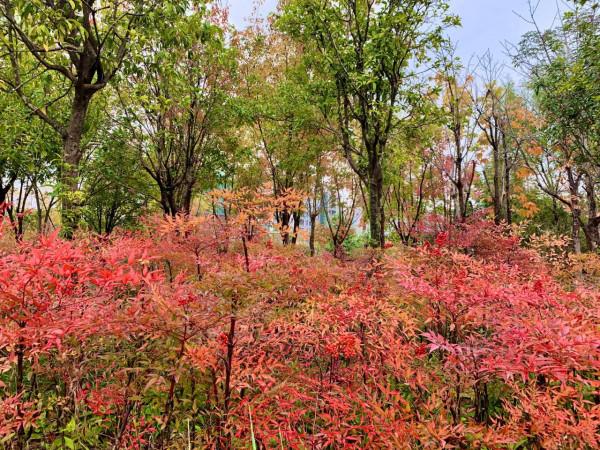 西高新絲路科學城國際社群,絕美風景,秋日勝春朝 西高新絲路科學城國際社群,絕美風景,秋日勝春朝