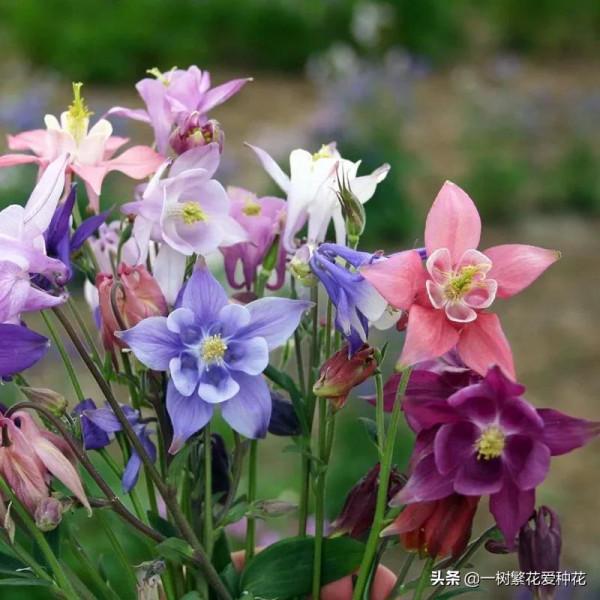 秋天買什麼花？這20種花建議選幾個，好看又好養，秋天買沒錯