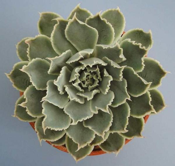 100種常見多肉圖鑑，比花還美，你認識幾種？