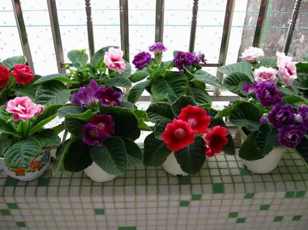 10種“喜陰花”，好養又漂亮，光線不好養一盆，北陽臺也能美美噠