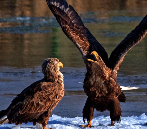 珍稀瀕危物種白尾海雕現身阿壩縣