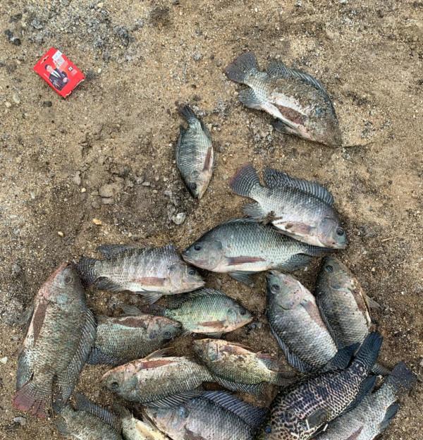 失控？東莞一水庫太陽魚成“霸主”，釣魚人一天可釣上百條