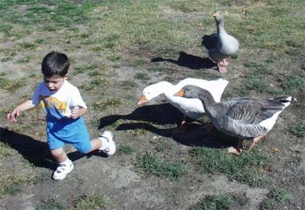 鵝的戰鬥力究竟有多強？為何它不怕人呢？遇到了我們該如何自救