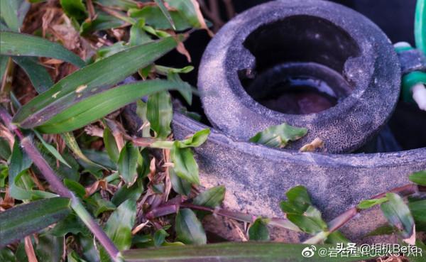 一臺拍立得讓富士衝到第二了？